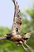 Rufous Crab Hawk