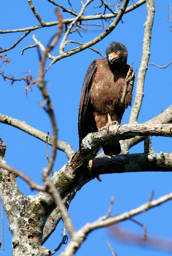 Rufous Crab Hawk, Behaviour