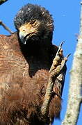 Rufous Crab Hawk