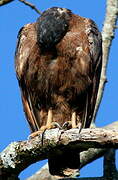 Rufous Crab Hawk