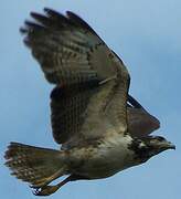 Rufous Crab Hawk