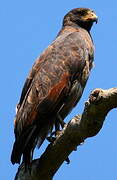 Rufous Crab Hawk