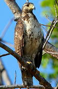 Rufous Crab Hawk