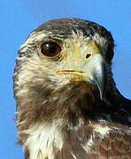 Rufous Crab Hawk