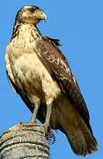 Rufous Crab Hawk