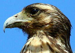 Rufous Crab Hawk