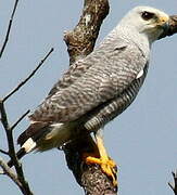 Grey-lined Hawk