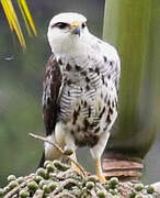 Grey-lined Hawk