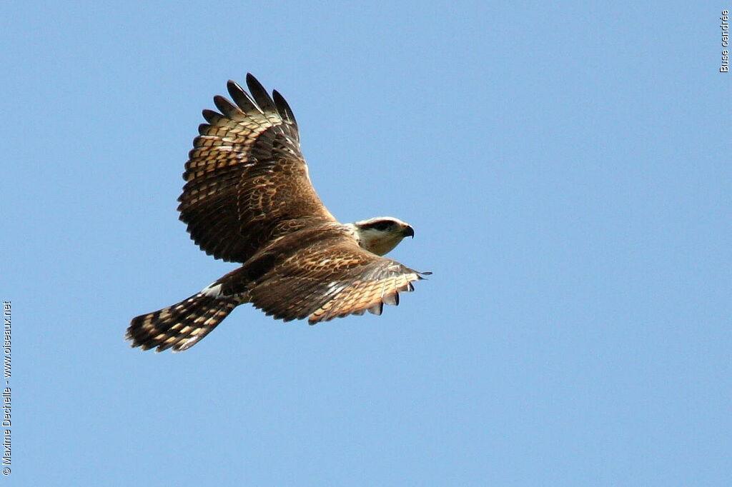 Grey-lined Hawkimmature, Flight