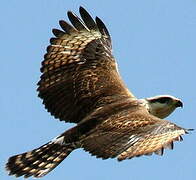 Grey-lined Hawk