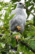 Grey-lined Hawk