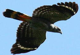 Crane Hawk