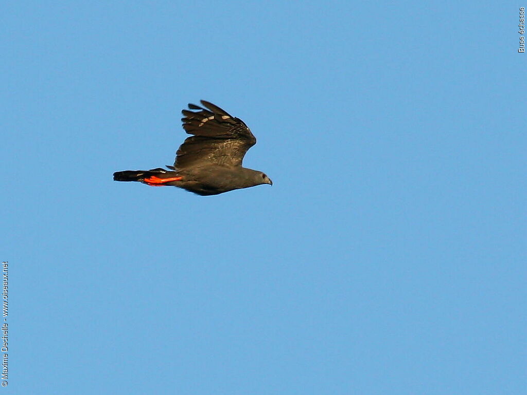 Crane Hawkadult, Flight