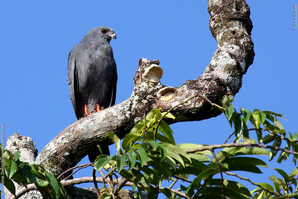 Buse échasseadulte, identification