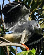 Crane Hawk