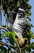 Crane Hawk