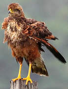 Savanna Hawk