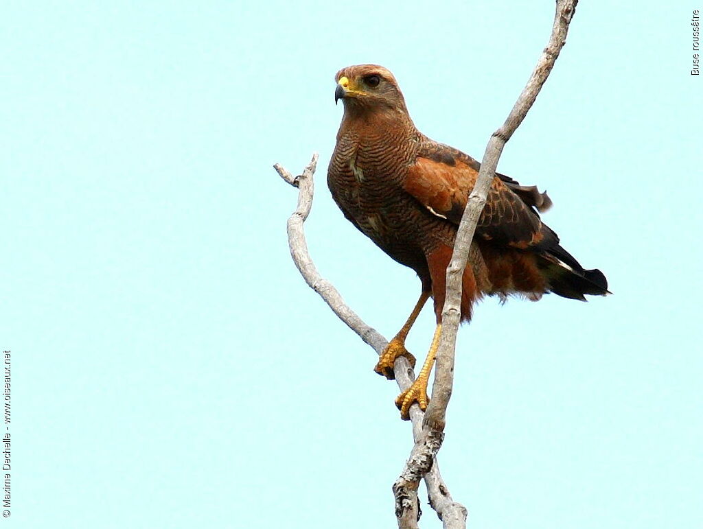 Savanna Hawk, identification