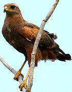 Savanna Hawk