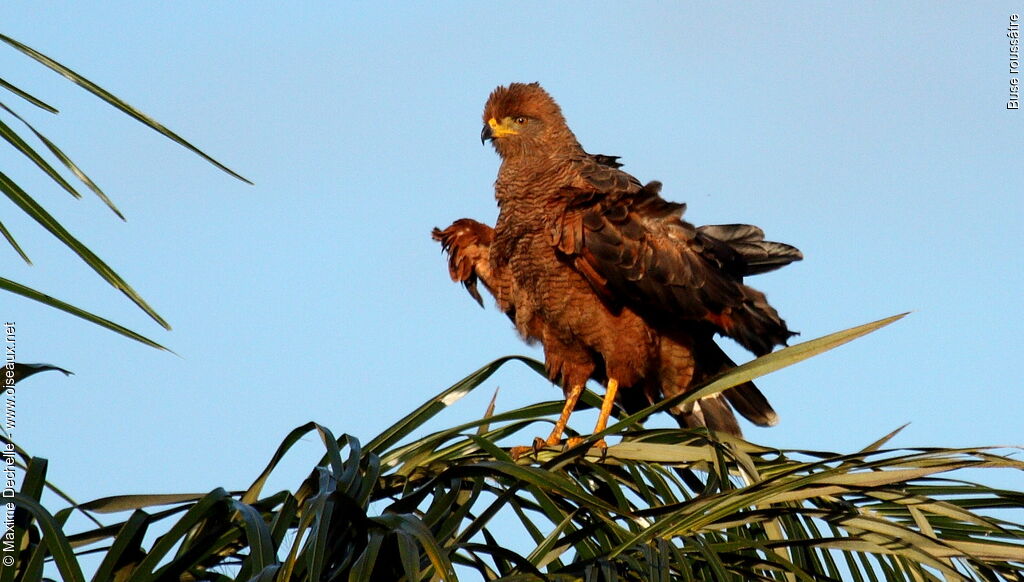 Savanna Hawk, identification, Behaviour