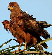 Savanna Hawk