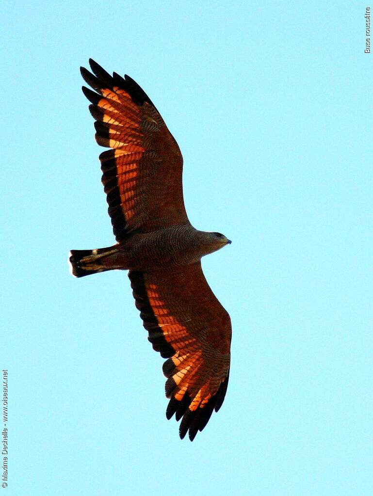 Savanna Hawk