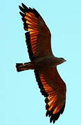 Savanna Hawk