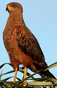 Savanna Hawk