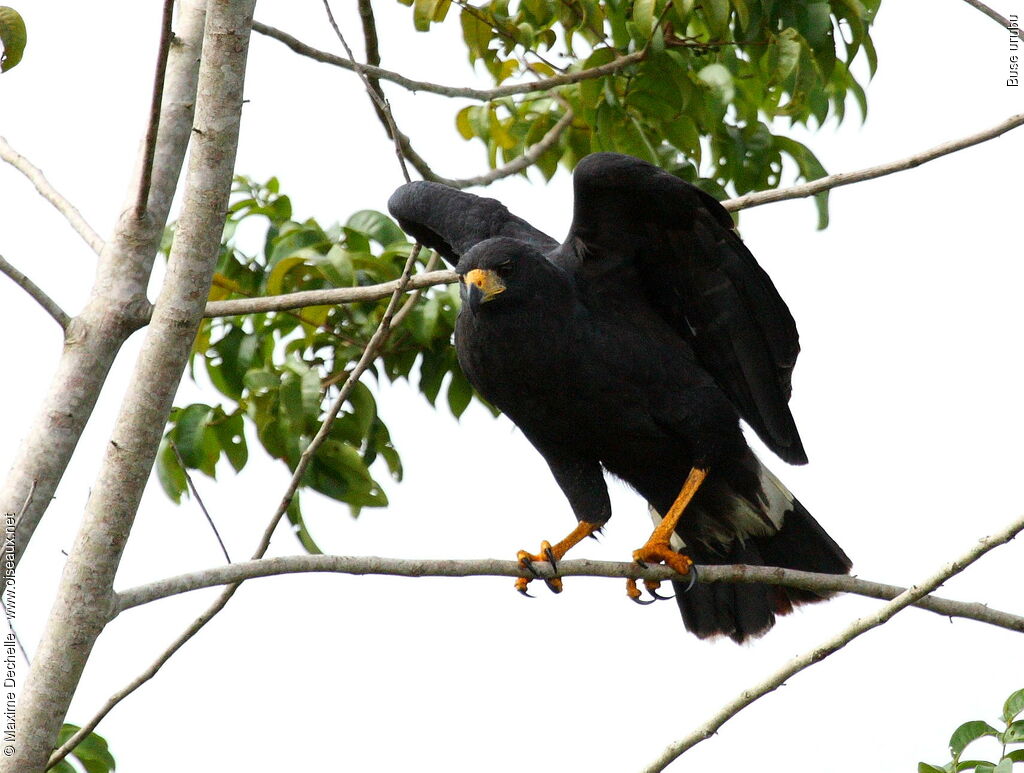 Great Black Hawk