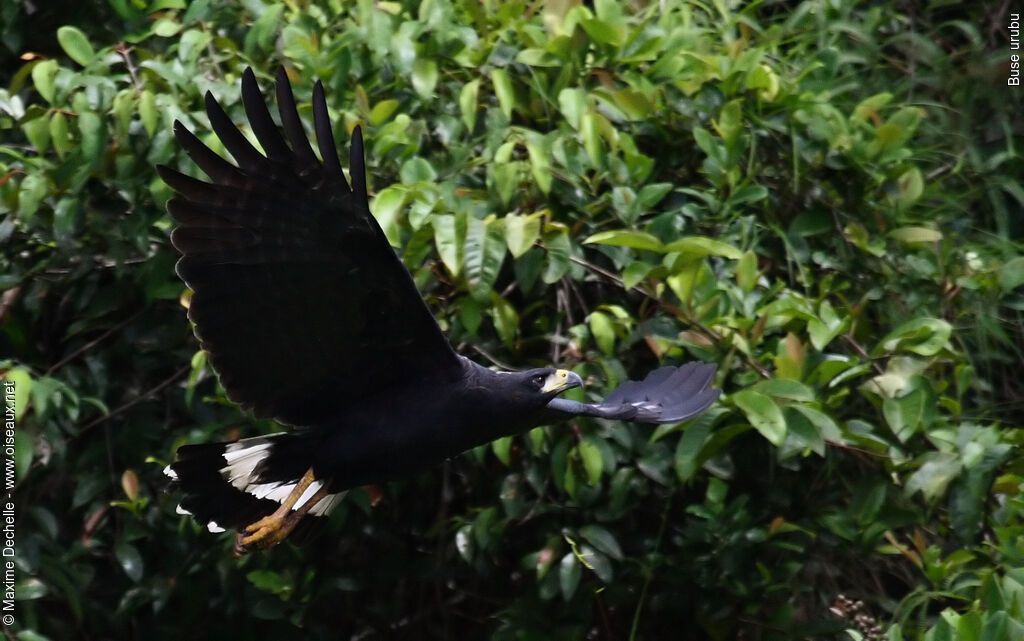 Great Black Hawk, Flight