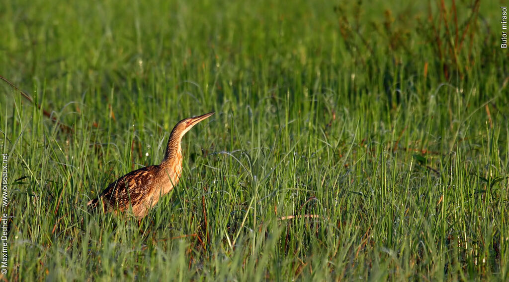 Pinnated Bittern