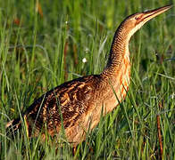 Pinnated Bittern