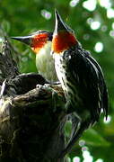 Black-spotted Barbet