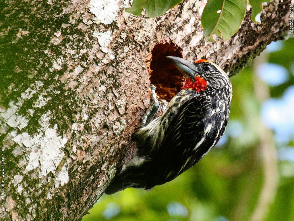 Black-spotted Barbet female adult, identification, Reproduction-nesting