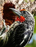 Black-spotted Barbet