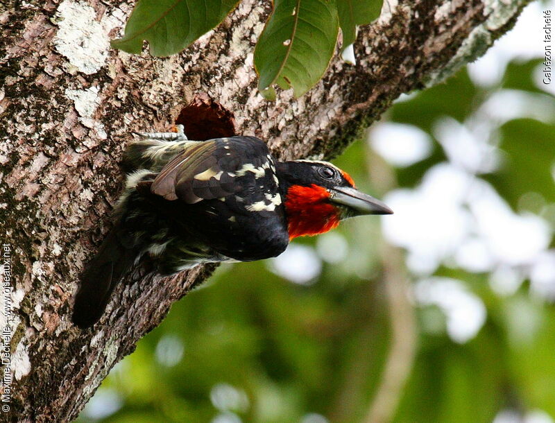 Black-spotted Barbet male adult, identification, Reproduction-nesting
