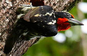 Black-spotted Barbet