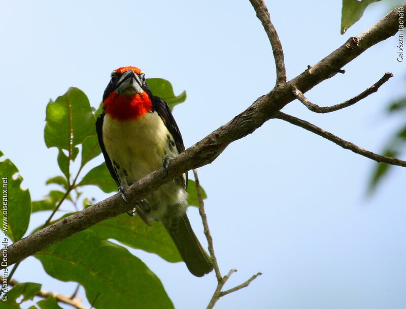 Black-spotted Barbet male adult, identification