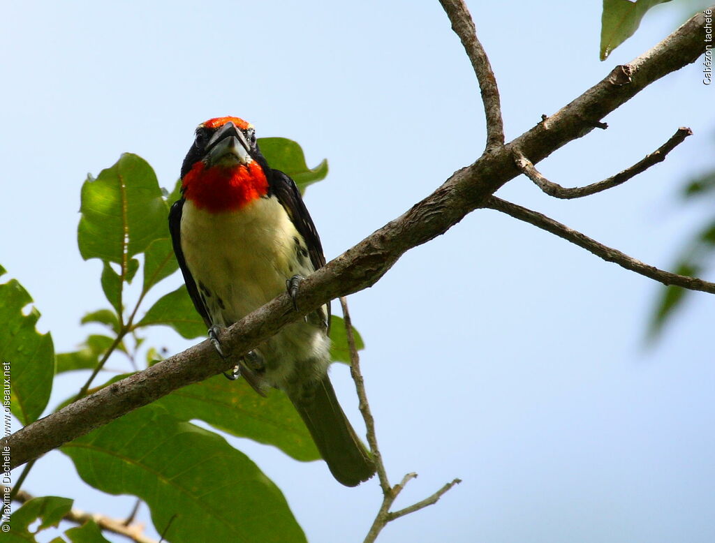 Black-spotted Barbet male adult, identification