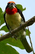 Black-spotted Barbet