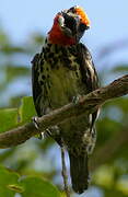 Black-spotted Barbet