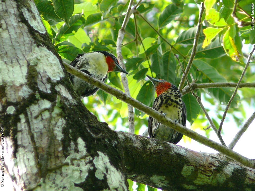 Black-spotted Barbet adult