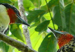 Black-spotted Barbet