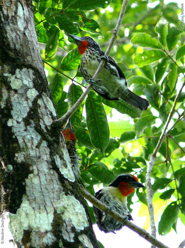 Black-spotted Barbet adult