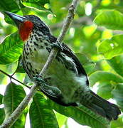 Black-spotted Barbet