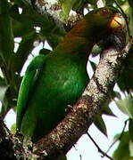 Caica Parrot