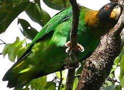 Caica Parrot