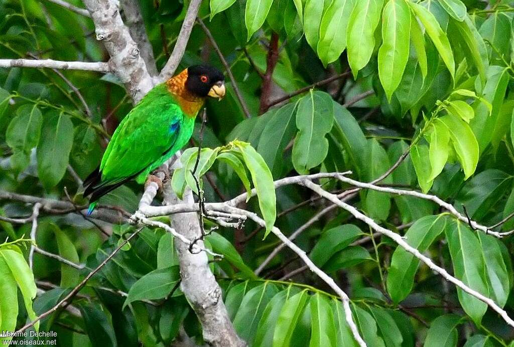 Caica Parrot male adult, identification