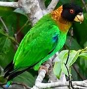 Caica Parrot