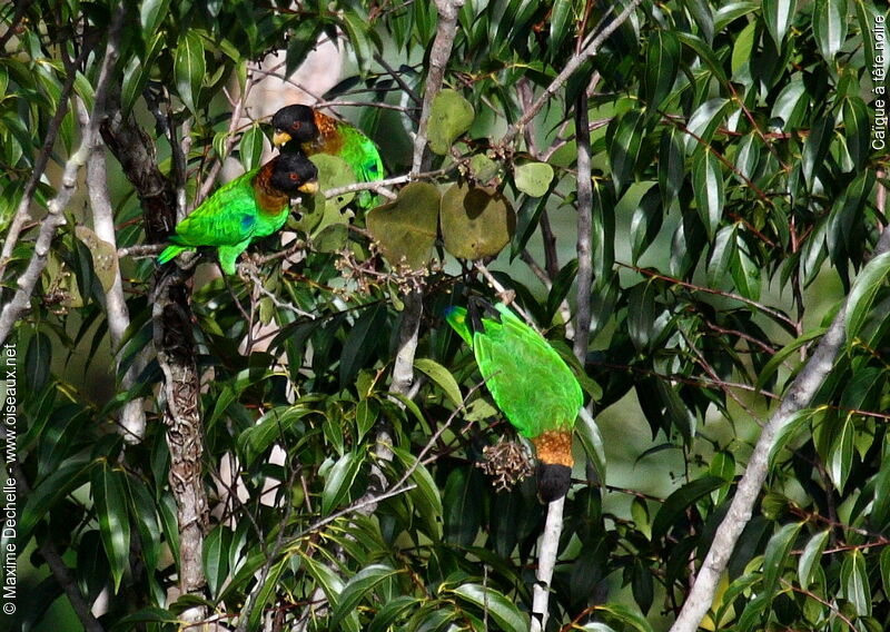 Caica Parrot, identification, feeding habits, Behaviour